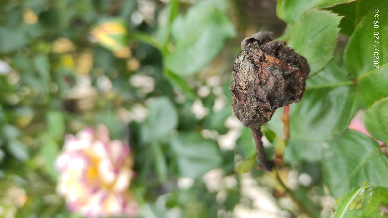 Death Cafe Kazan Online 